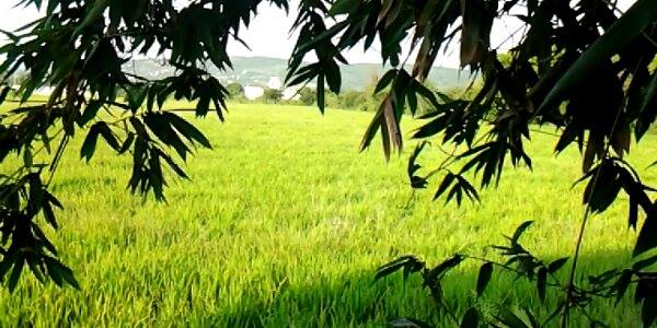 QUE  ES   «MELALEUCA LA COMPANIA DEL VIENSTAR&nbsp;«